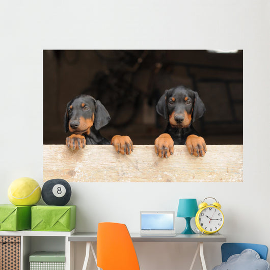 Dobermann