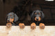 Dobermann