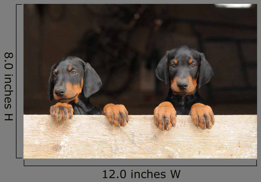 Dobermann