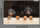 Dobermann