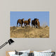 Wild Horses Running down Wall Decal