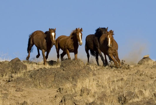 Wild Horses Running down Wall Decal