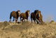 Wild Horses Running down Wall Decal