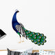 Peacock Vector