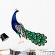 Peacock Vector