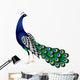 Peacock Vector