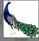 Peacock Vector