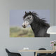 headshot of a beautiful grey wild horse Wall Mural