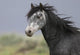 headshot of a beautiful grey wild horse Wall Mural