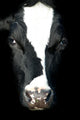 Portrait Cow