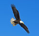 Soon the Eagle Wall Mural