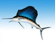 Sail Fish Wall Mural