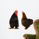 cock and  black hen Wall Decal