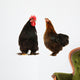 cock and  black hen Wall Decal