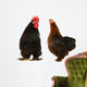 cock and  black hen Wall Decal