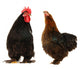 cock and  black hen Wall Decal