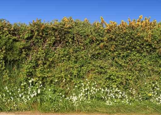 Cornish Roadside Hedge and Wall Decal