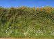 Cornish Roadside Hedge and Wall Decal