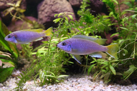 Blue Perch Wall Mural
