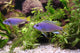 Blue Perch Wall Mural