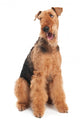 Airedale Terrier dog isolated Wall Decal