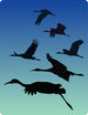 Sandhill Cranes Flight Bosque