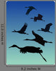 Sandhill Cranes Flight Bosque