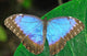 Blue Morpho Wall Mural