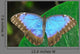 Blue Morpho Wall Mural