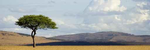 Arbre Isole Wall Decal
