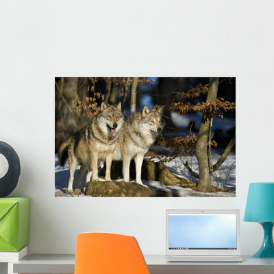 Pair Wolves shown on a wall