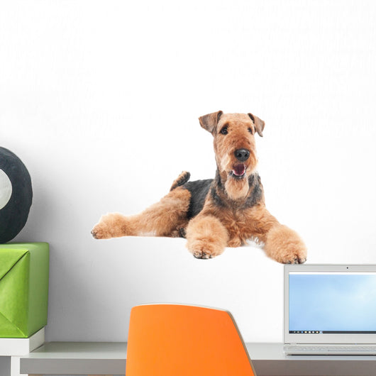 Airedale Terrier dog isolated Wall Decal