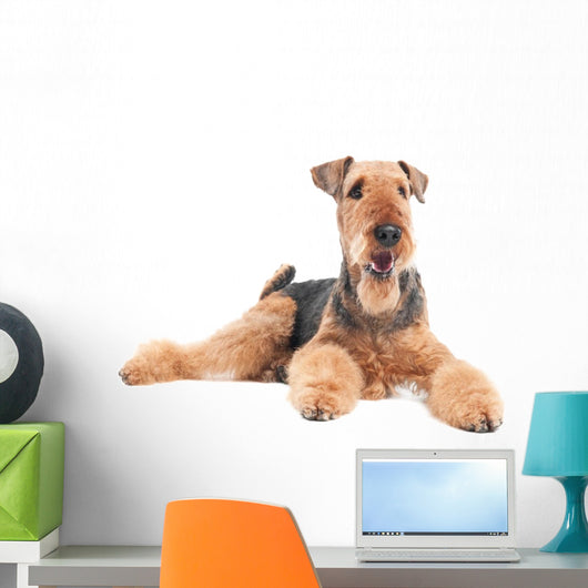Airedale Terrier dog isolated Wall Decal