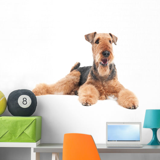 Airedale Terrier dog isolated Wall Decal
