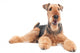 Airedale Terrier dog isolated Wall Decal