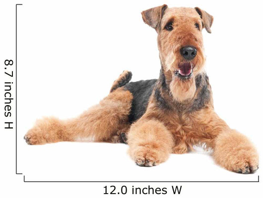 Airedale Terrier dog isolated Wall Decal