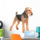 Airedale Terrier dog isolated Wall Decal