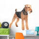 Airedale Terrier dog isolated Wall Decal