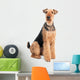 Airedale Terrier dog isolated Wall Decal