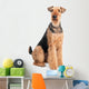 Airedale Terrier dog isolated Wall Decal