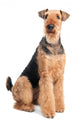 Airedale Terrier dog isolated Wall Decal