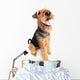Airedale Terrier dog isolated Wall Decal