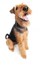 Airedale Terrier dog isolated Wall Decal
