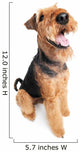 Airedale Terrier dog isolated Wall Decal