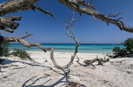 corse plage saleccia Wall Mural