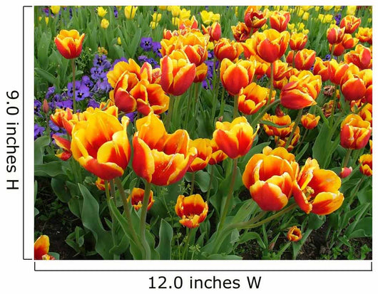 Tulips