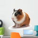Guinea Pig Baby White