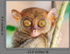 Phillipine Tarsier