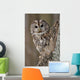 Tawny Owl Hollow Tree