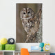Tawny Owl Hollow Tree